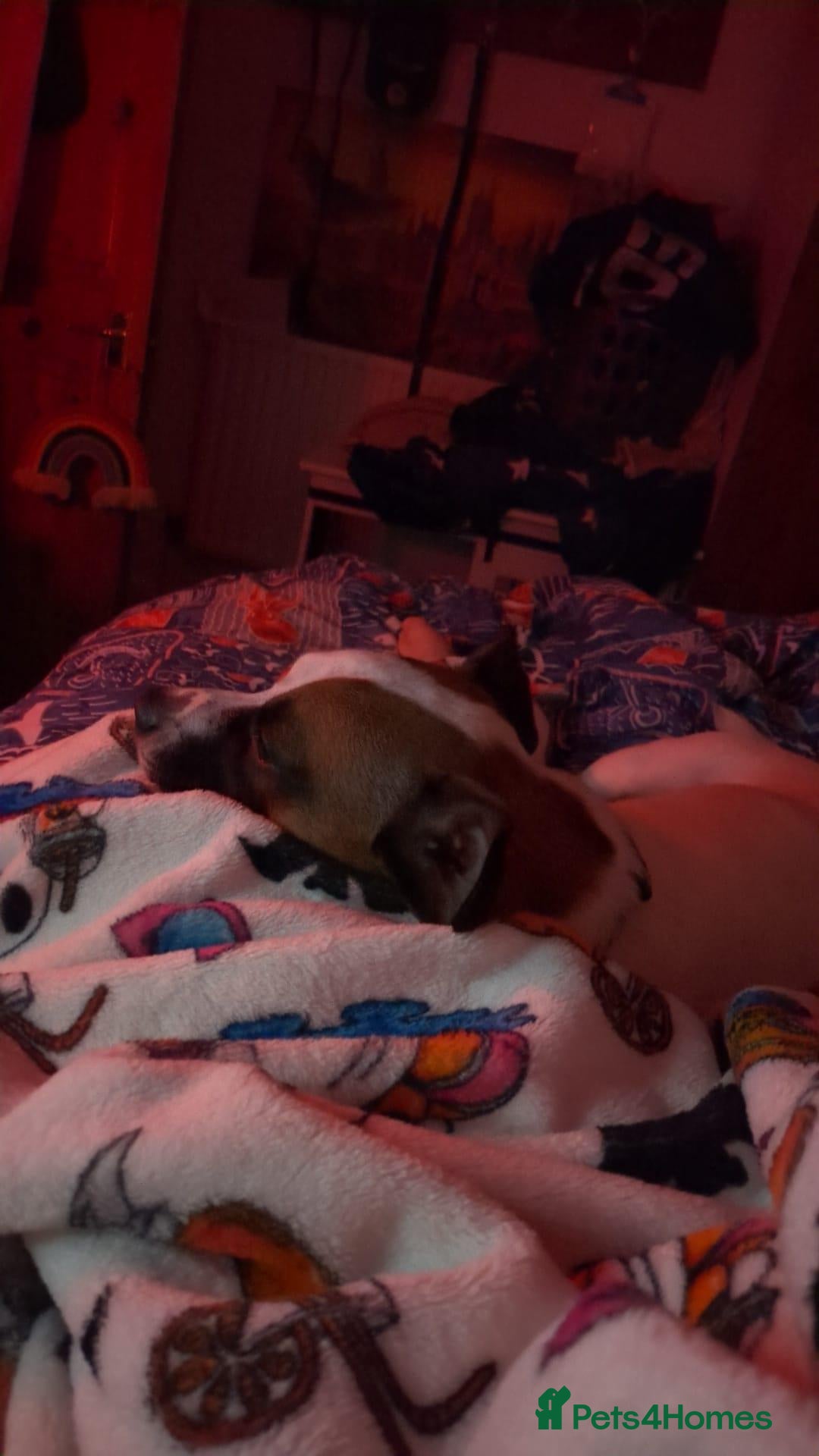 Mixed Breed dogs for sale: Bruno - Needs a New, Loving Home - Image 3