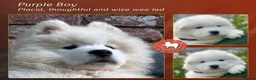 Samoyed dogs for sale: KC registered Samoyed puppies Champ Sire - Advert 4