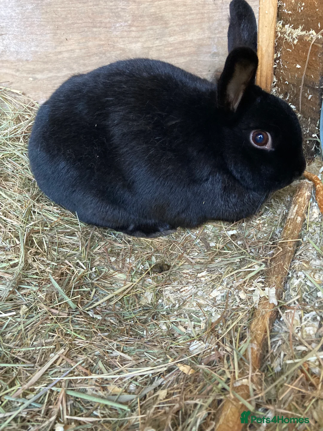 Havana rabbits for sale: Havana mixed breed rabbit - Advert 2