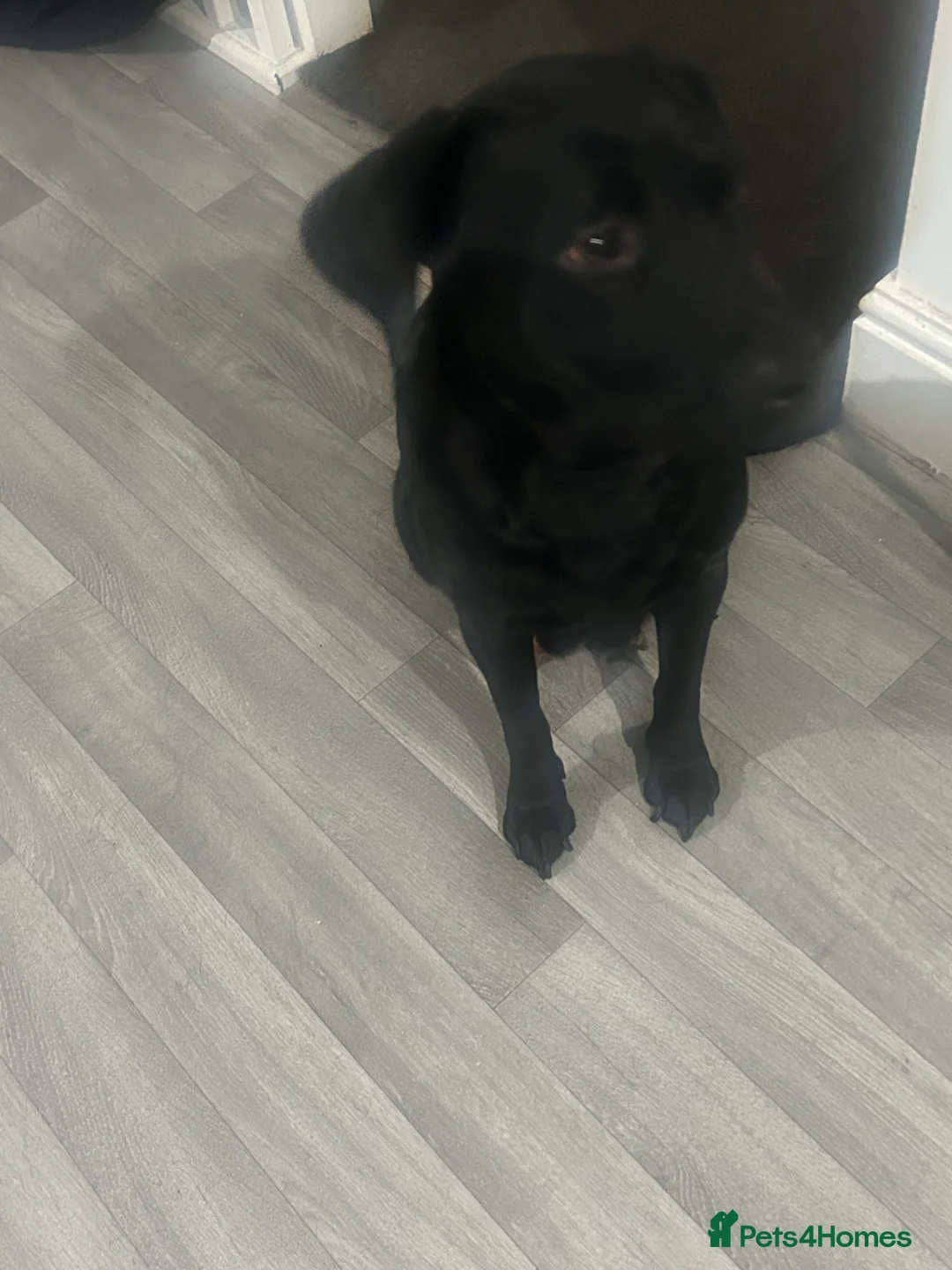 Labrador Retriever dogs for sale: Labrador - Advert 3