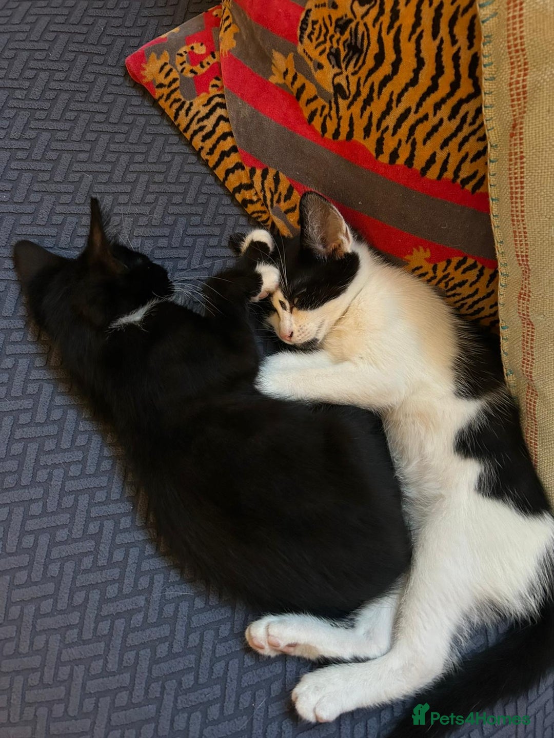 Mixed Breed cats for sale: Two male kittens looking for a loving home - Image 10