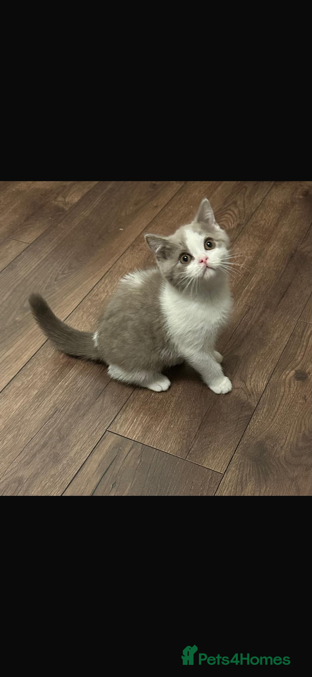 British Shorthair cats for sale: 1 left Ready NOW GCCF BSH kittens  - Advert 4