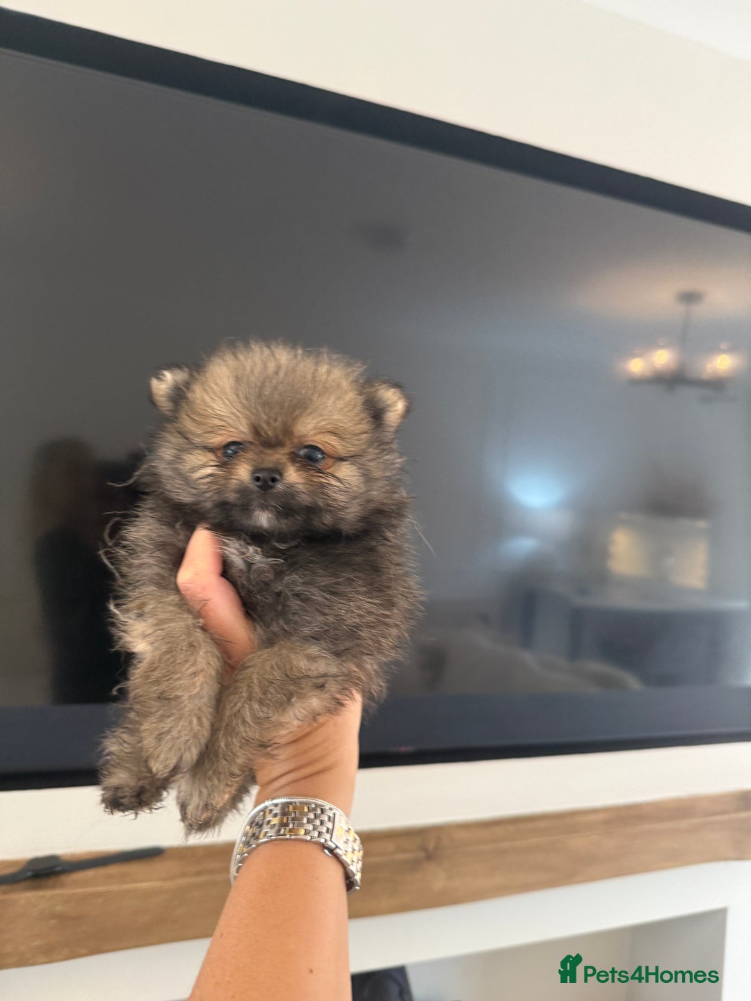 Pomeranian dogs for sale: Beautiful fluffy ** pomeranian babies - Image 3