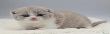British Shorthair Kitten 8