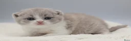 British Shorthair cats for sale: PEDIGREE REGISTERED CHUNKY BRITISH SHORTHAIRS - Advert 13