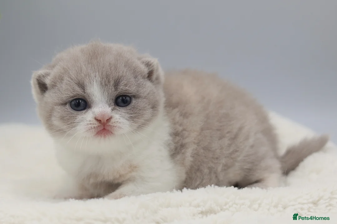 British Shorthair cats for sale: PEDIGREE REGISTERED CHUNKY BRITISH SHORTHAIRS - Advert 13