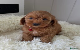 Cockapoo dogs for sale: Red Cockapoo Puppies - Image 7