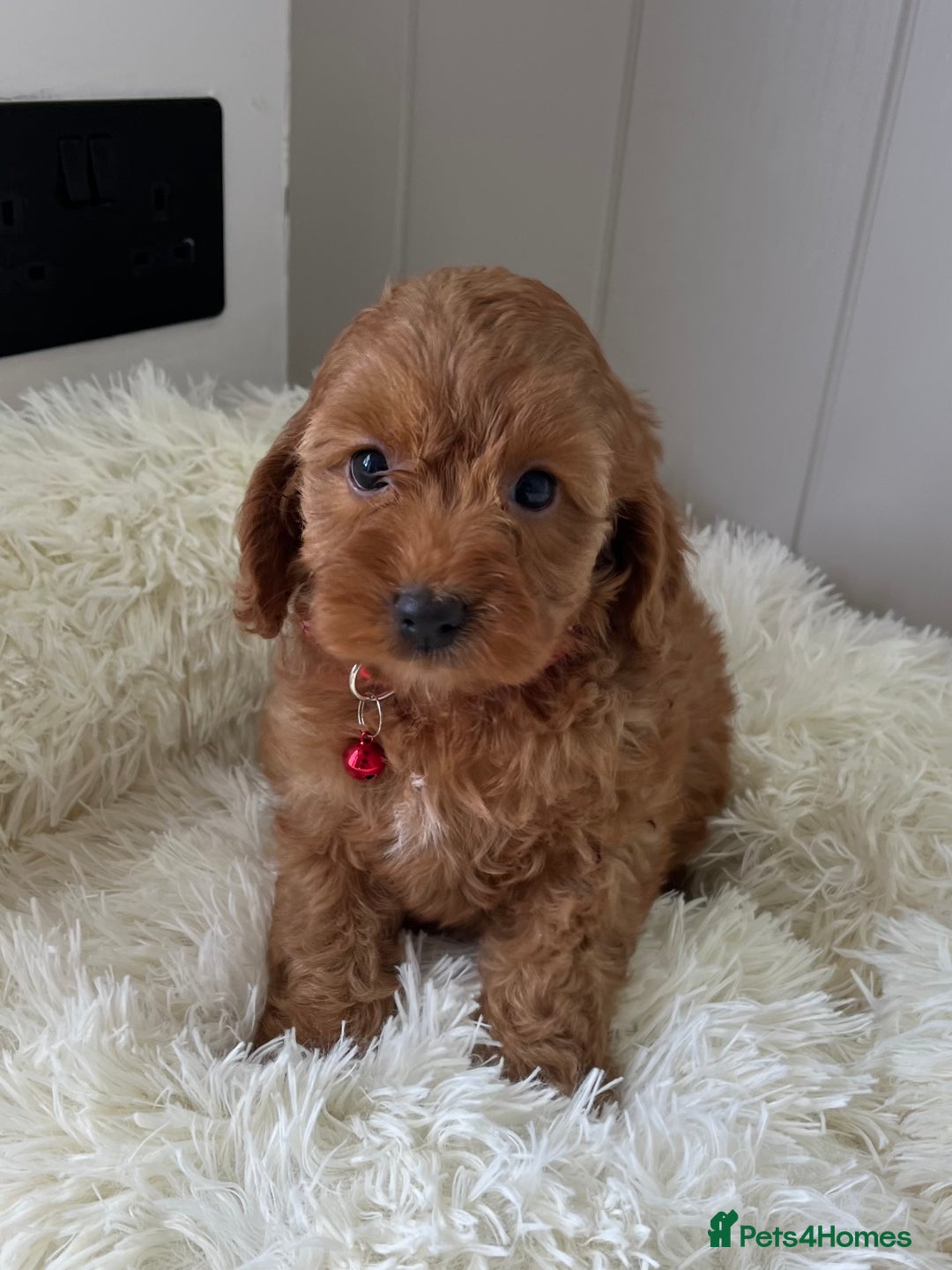 Cockapoo dogs for sale: Red Cockapoo Puppies - Image 7