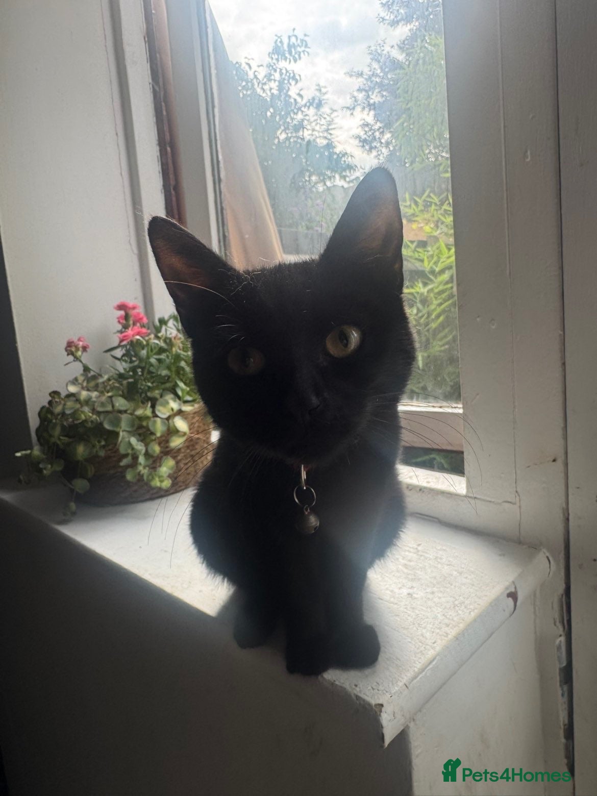 Mixed Breed cats 1 black kitten for sell - Advert 8