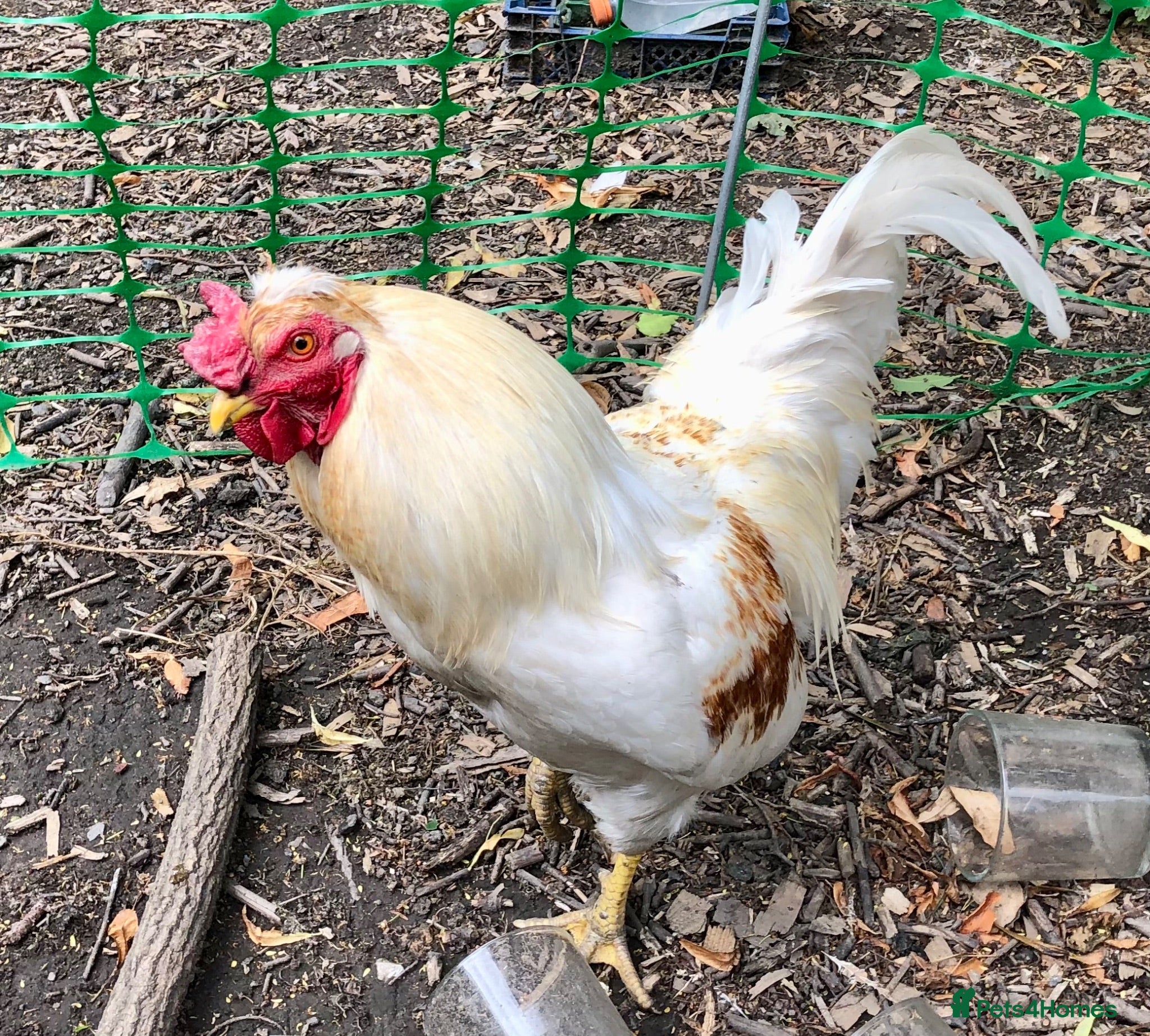 Chickens poultry Cockerel Rooster For Sale - Advert 2