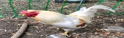Chickens poultry for sale: Cockerel Rooster For Sale in Bolton - Advert 1