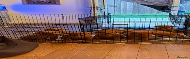 Labrador Retriever 1