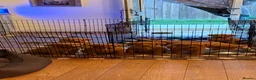 Labrador Retriever dogs for sale: Beautiful KC Registered Fox Red Labrador Puppies in Cheltenham - Advert 3