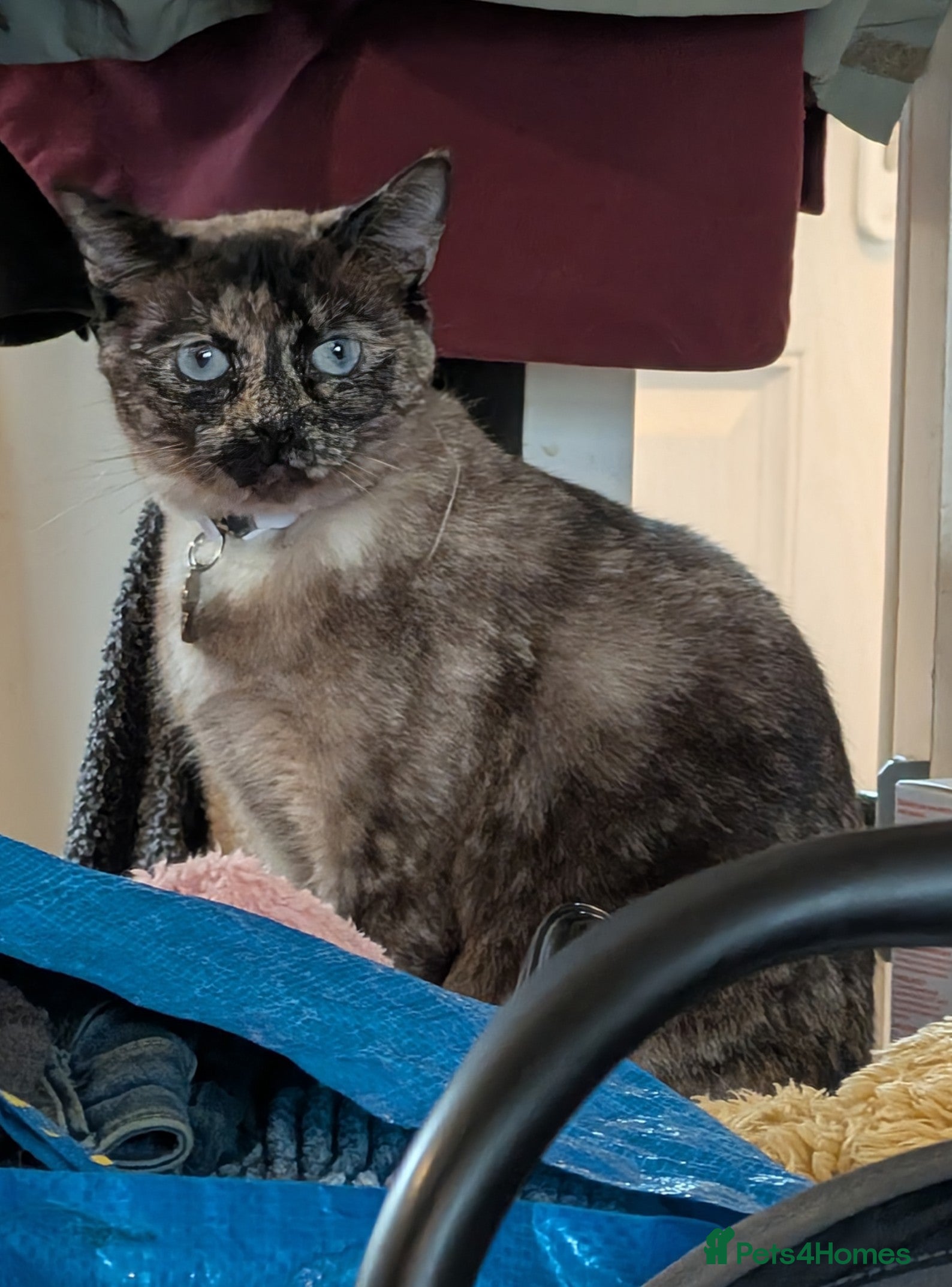 Mixed Breed cats Gorgeous blue eyed cat looking for forever home - Advert 1