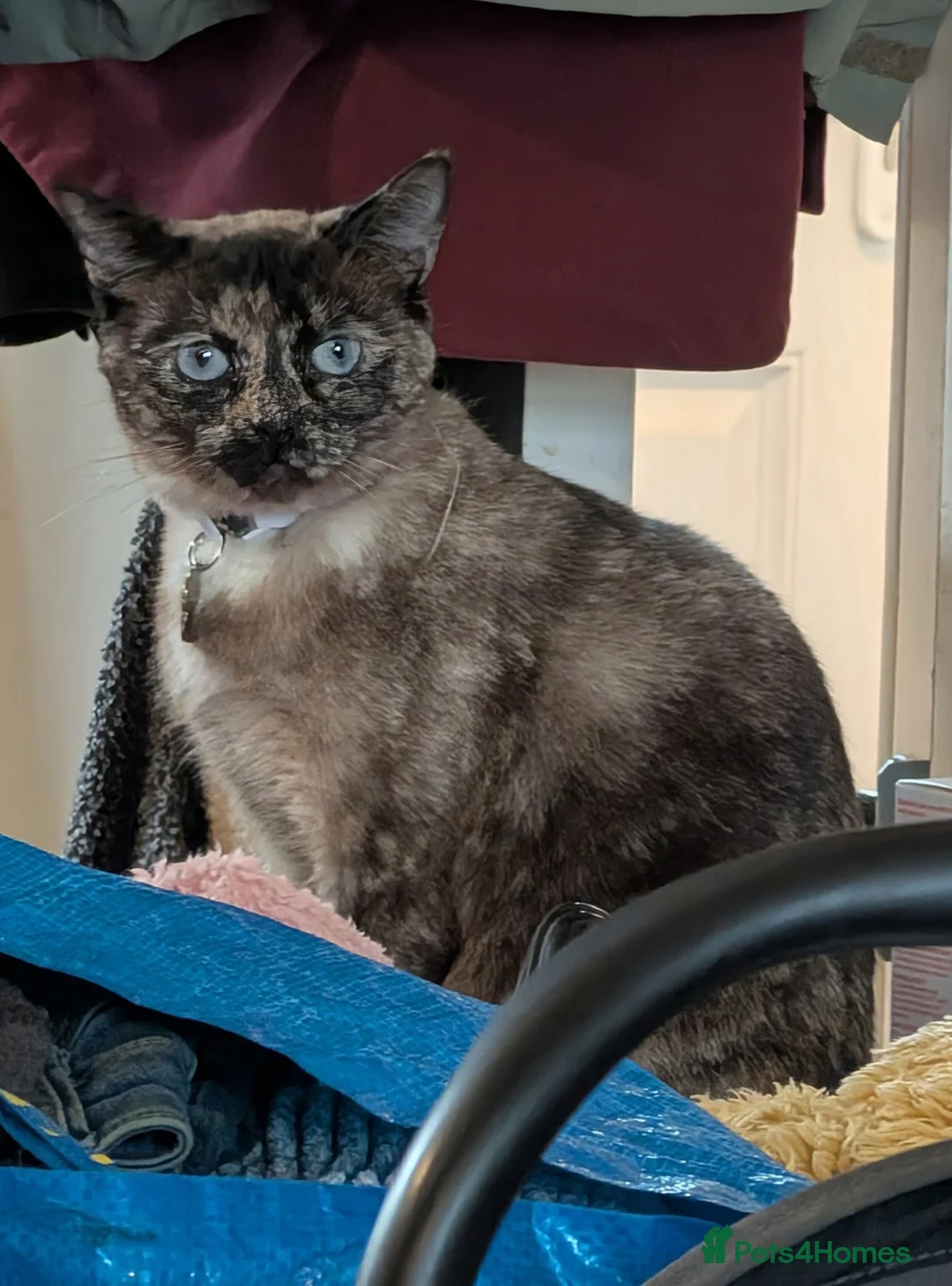 Mixed Breed cats for sale: Gorgeous blue eyed cat looking for forever home - Advert 1