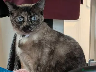 Mixed Breed cats Gorgeous blue eyed cat looking for forever home - Advert 1