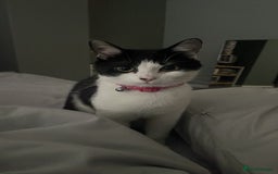 British Shorthair cats for sale: 6 month old Tabby kitten - Image 8