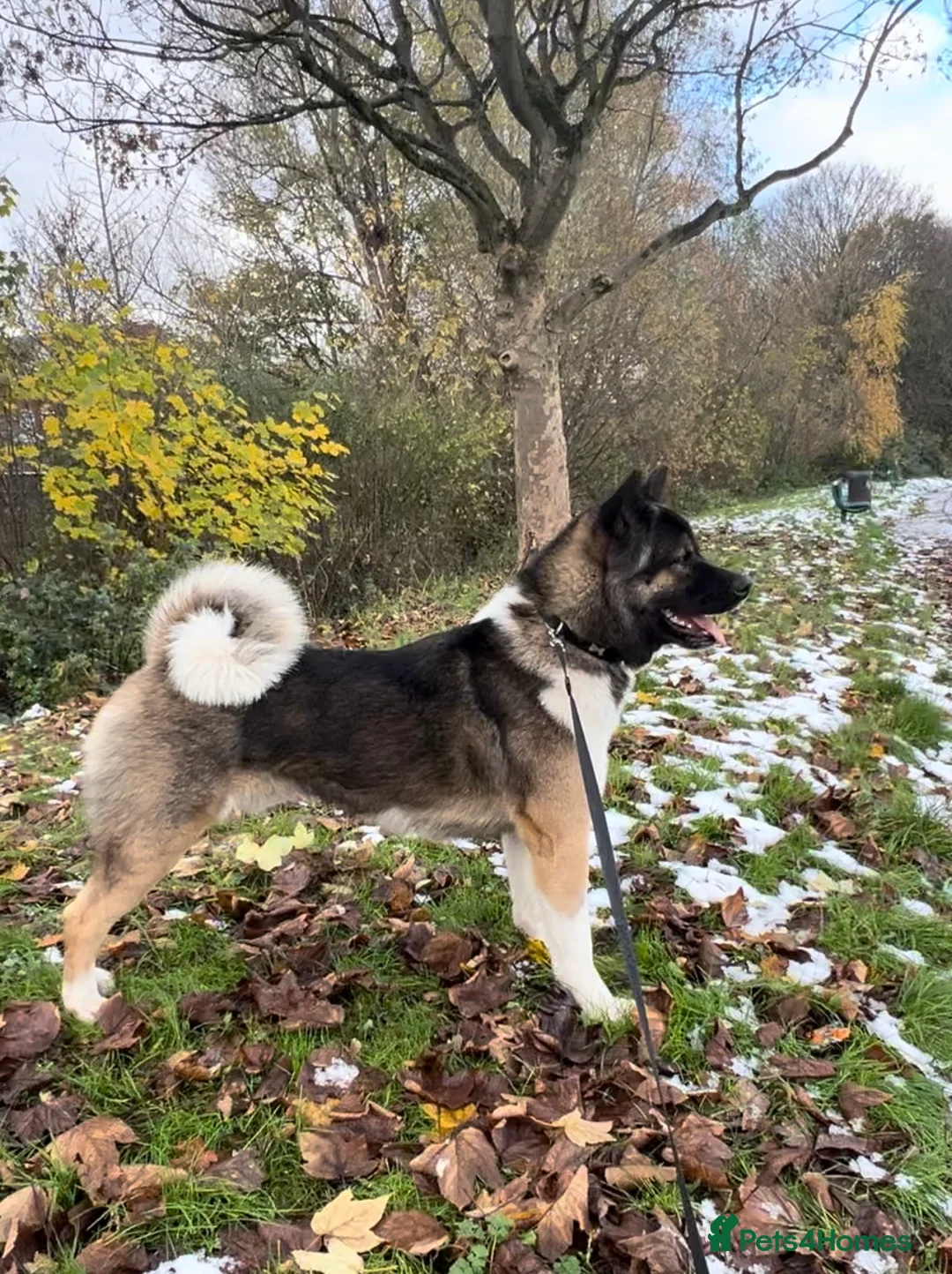 Akita dogs for stud: ***Chico’s finding LOVE… Proven Stud*** - Advert 8