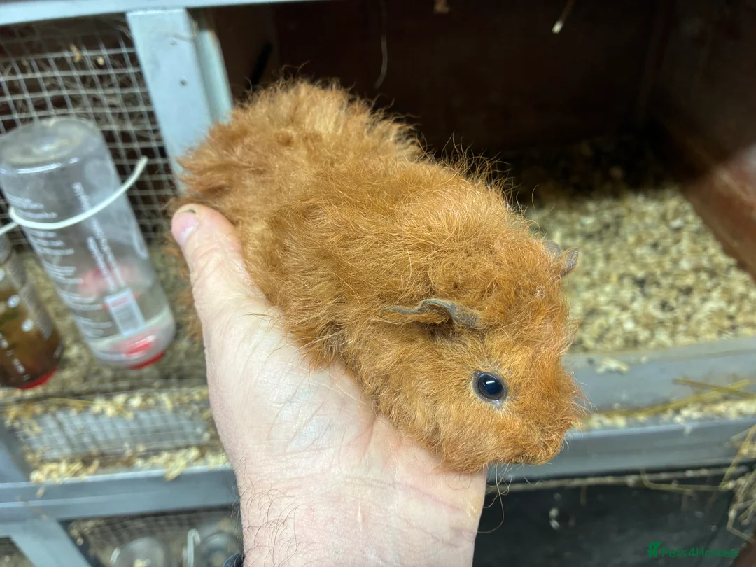 Mixed Breed rodents for sale: Baby Sow/Girl boar/boys Guinea pigs - Advert 2