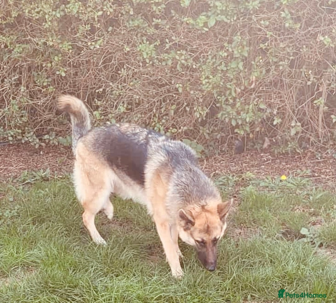 German Shepherd dogs for sale: Female German shepherd pedigree - Image 2