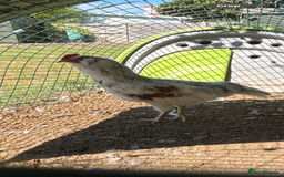 Chickens poultry for sale: White Cockerel - Image 2