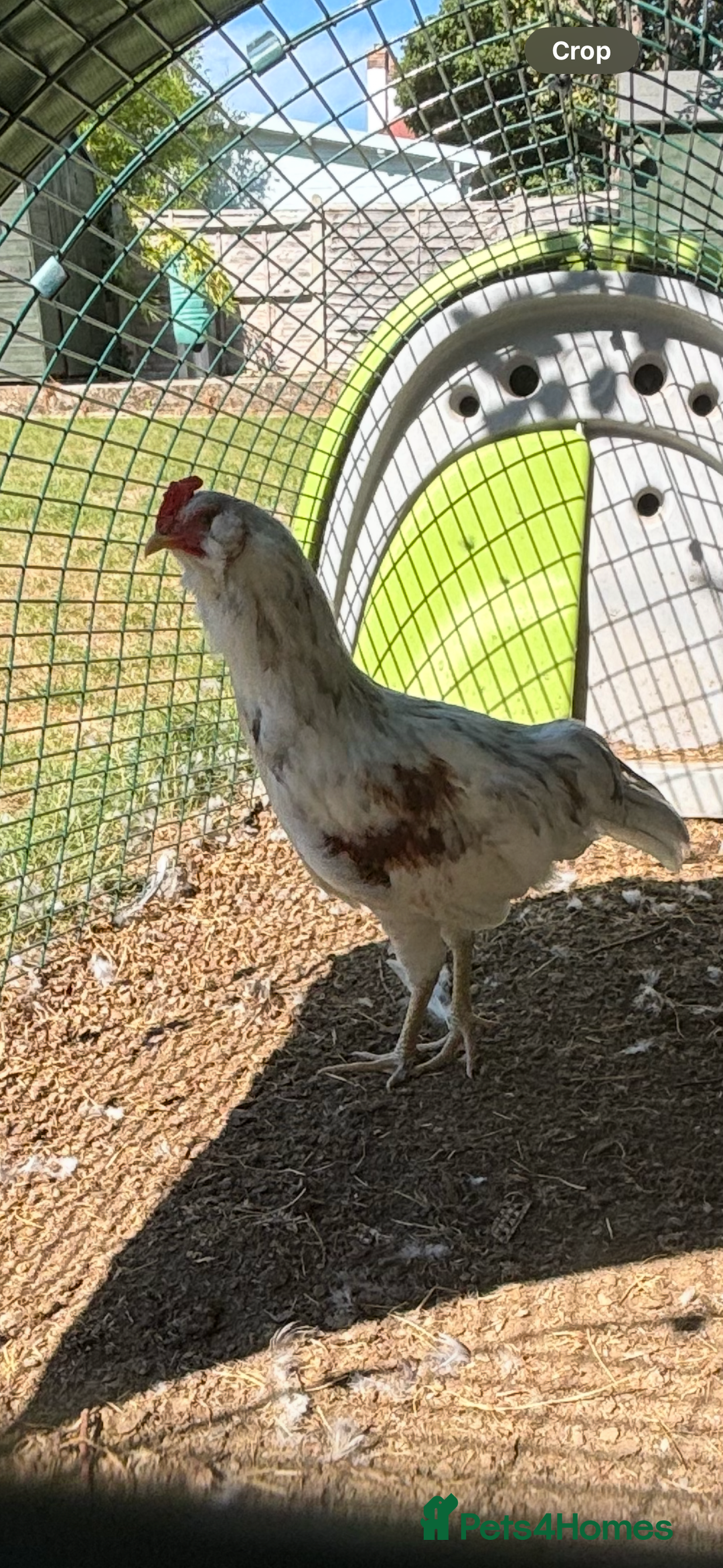 Chickens poultry for sale: White Cockerel - Image 2
