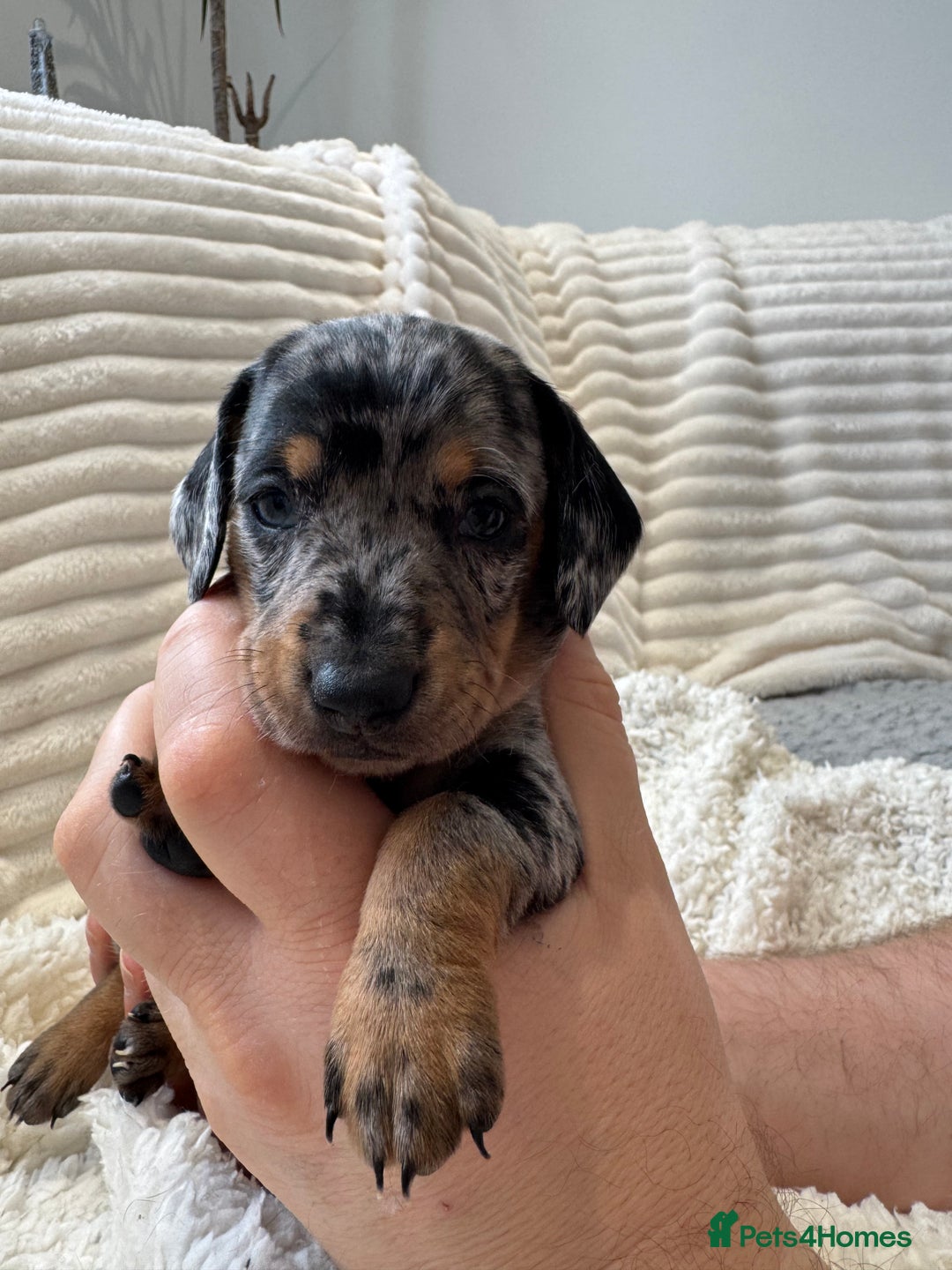 Dachshund dogs for sale: 6 Stunnig Standard Dachshund Puppies - Advert 5