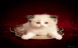 Ragdoll cats for sale: Ragdoll Bicolor Kitten Girl LPBB TICA REDUCED!!! - Image 2