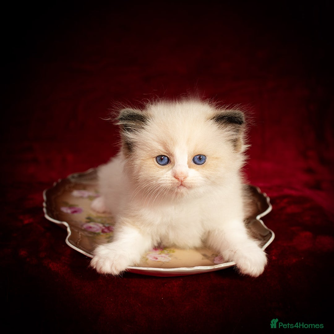 Ragdoll cats for sale: Ragdoll Bicolor Kitten Girl LPBB TICA REDUCED!!! - Image 2