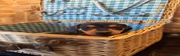 Miniature Dachshund dogs for sale: Miniature Dachshund puppies READY TO LEAVE NOW  - Advert 2