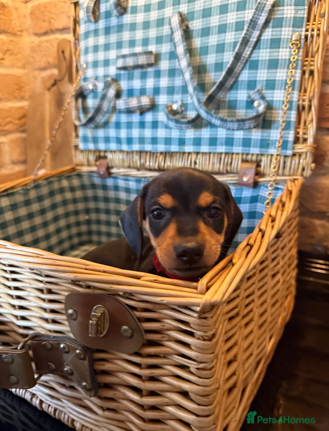 Miniature Dachshund dogs for sale: Miniature Dachshund puppies READY TO LEAVE NOW  - Advert 2