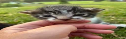 Egyptian Mau cats for sale: 🐱 Egyptian mew tabby cross Maine coon kittens🐱 - Advert 2