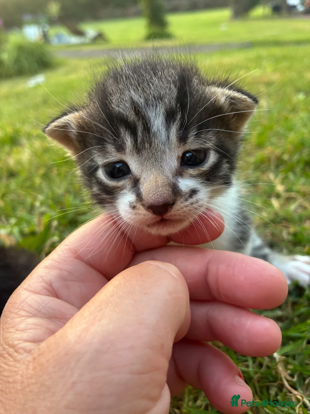 Egyptian Mau cats for sale: 🐱 Egyptian mew tabby cross Maine coon kittens🐱 - Advert 2