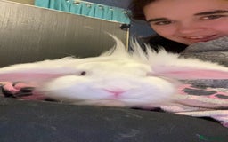 Mixed Breed rabbits for sale: Rabbit boys for sale  - Image 3