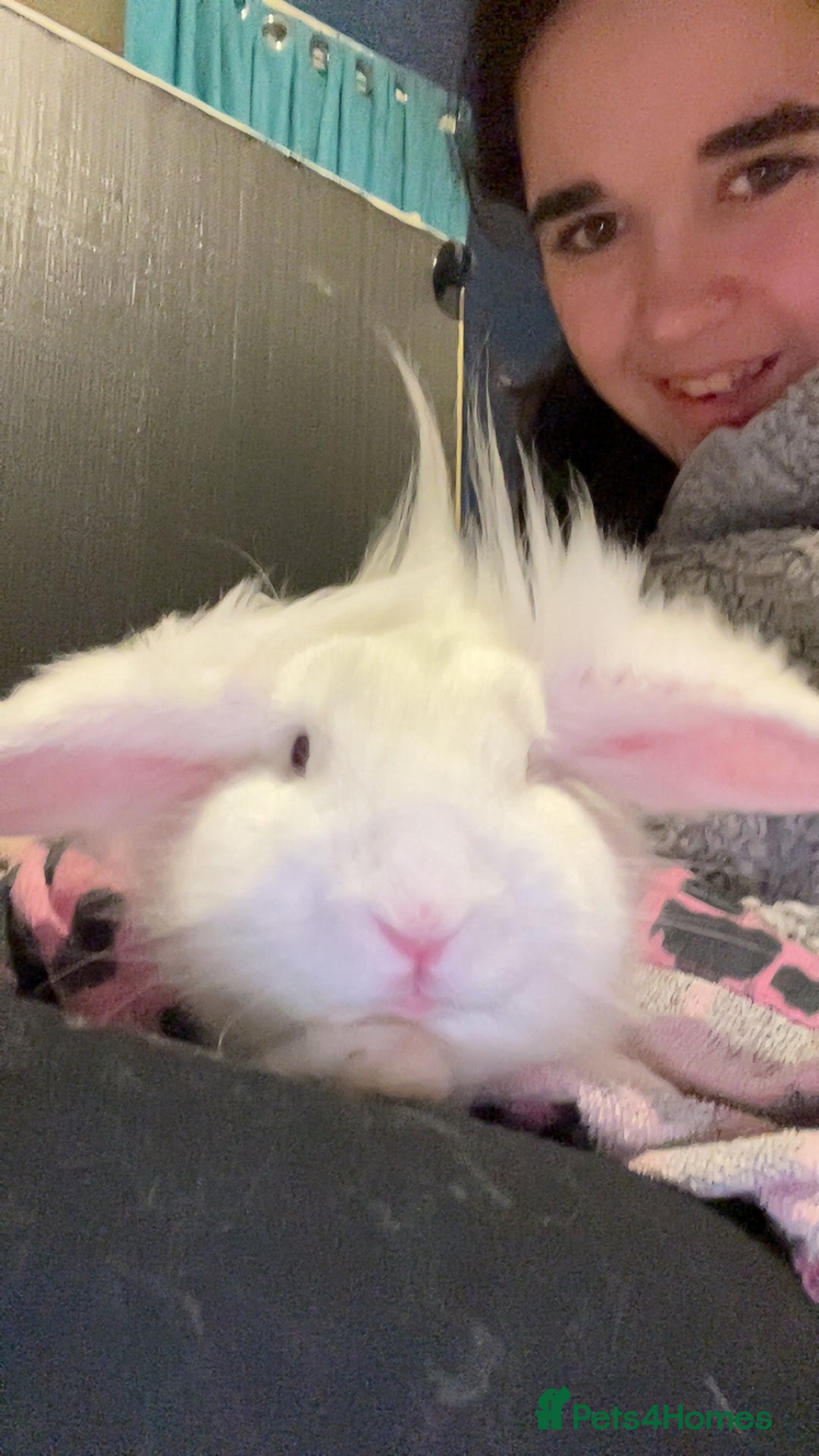 Mixed Breed rabbits for sale: Rabbit boys for sale  - Image 3