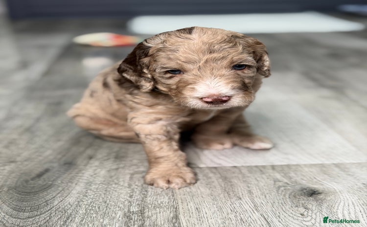 Mixed Breed dogs - Advert 1