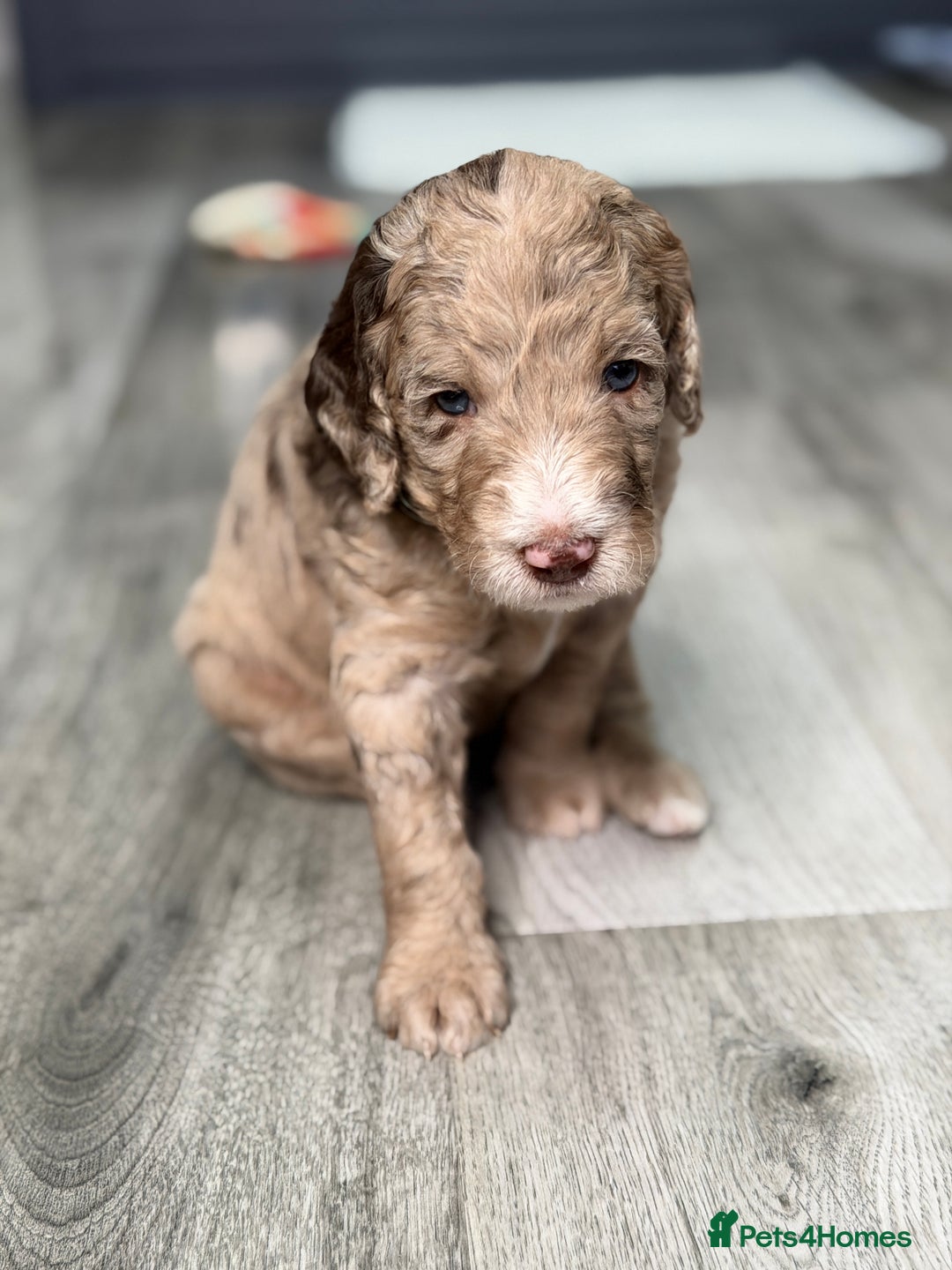 Miniature Labradoodle Average Cost Of A Labradoodle Age Australian