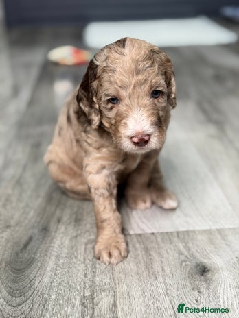 Mixed Breed dogs - Advert 3