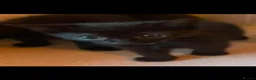 Domestic Shorthair cats for sale: Black Kittens For Sale  - Advert 4