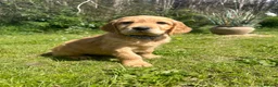 Mixed Breed dogs for sale:  ☘️ Golden Irish puppies available  ☘️ - Advert 3