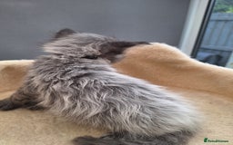 Maine Coon cats for sale: Mainecoon kittens BlackSilver smoke poly non poly - Image 10