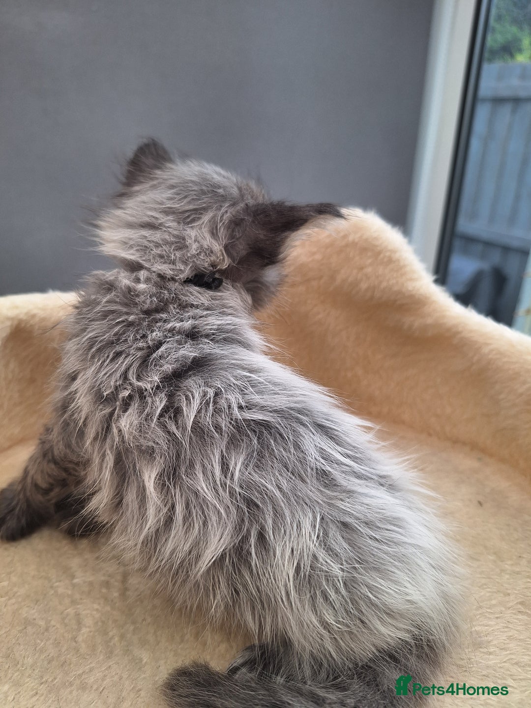 Maine Coon cats for sale: Mainecoon kittens BlackSilver smoke poly non poly - Image 10