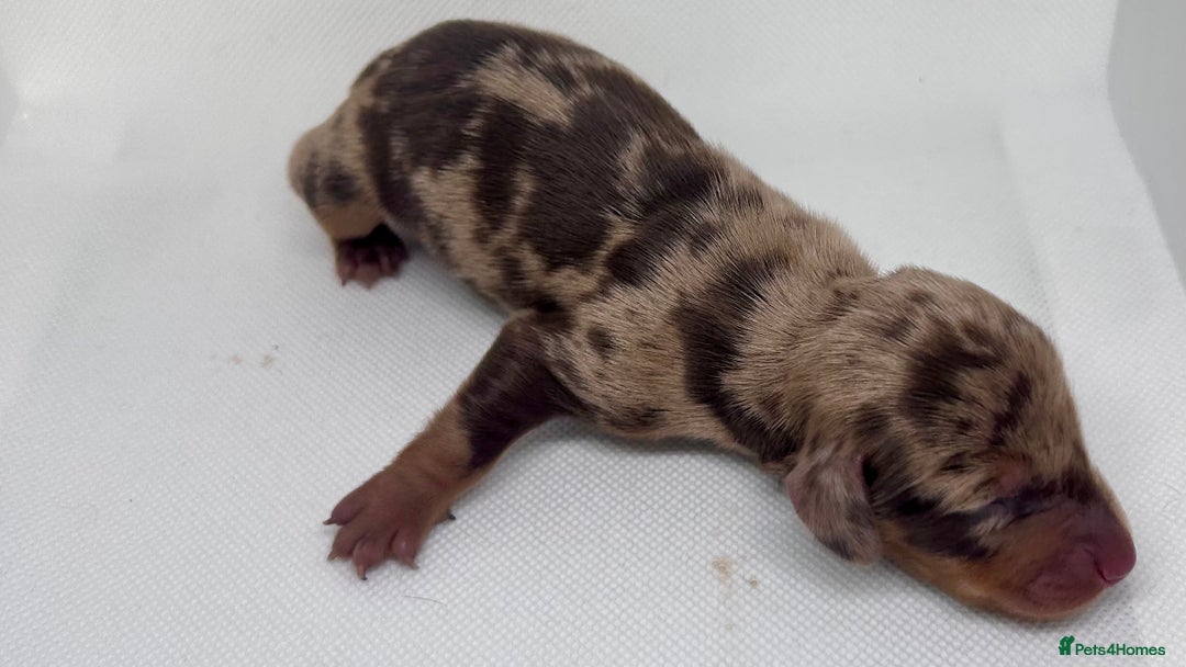 Miniature Dachshund dogs for sale: Miniature Dachshund - 1 Black and tan girl left - Image 19