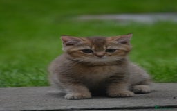 British Shorthair cats for sale: Last kitten left: TICA Golden Black Shaded BSH/BLH - Image 22