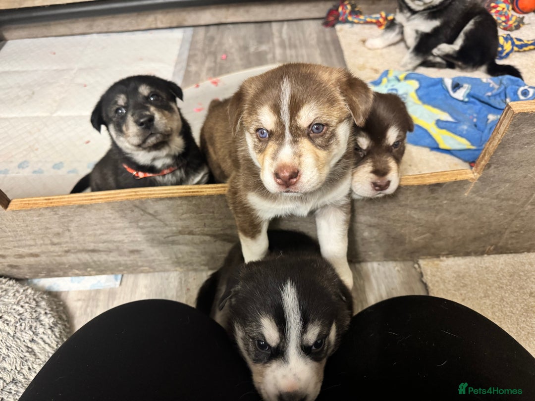 Mixed Breed dogs for sale: Beautiful huskadors - Advert 10