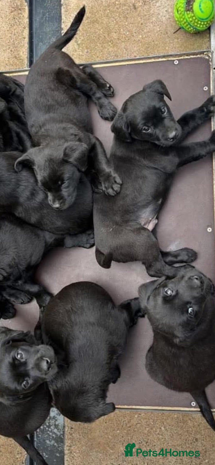 Labrador Retriever dogs Kennel club registered puppies  - Advert 3
