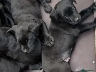 Labrador Retriever dogs Kennel club registered puppies - Advert 3
