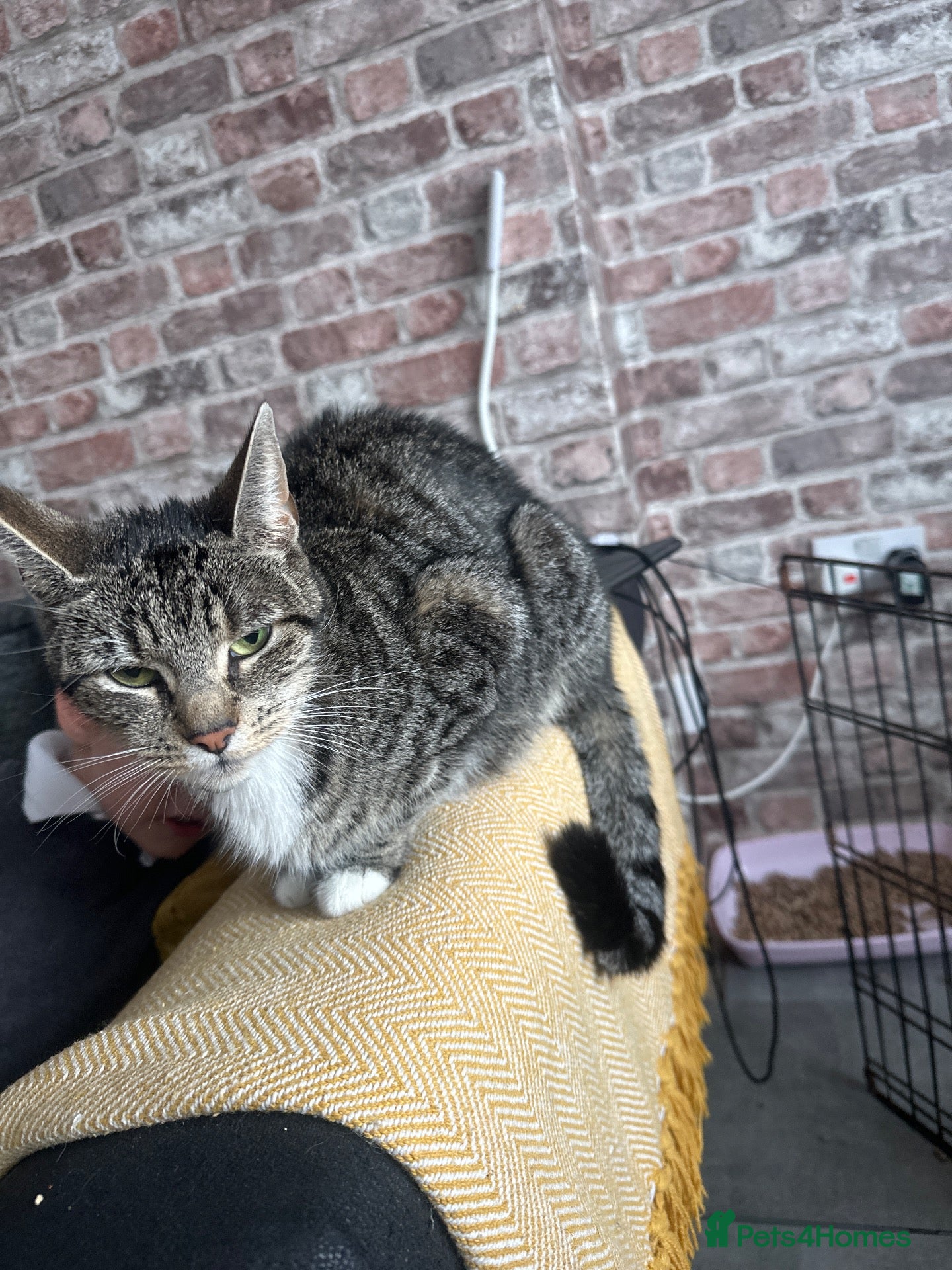 Mixed Breed cats Beautiful kittens for sale - Advert 1