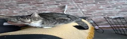 Mixed Breed cats for sale: Beautiful kittens for sale - Advert 1