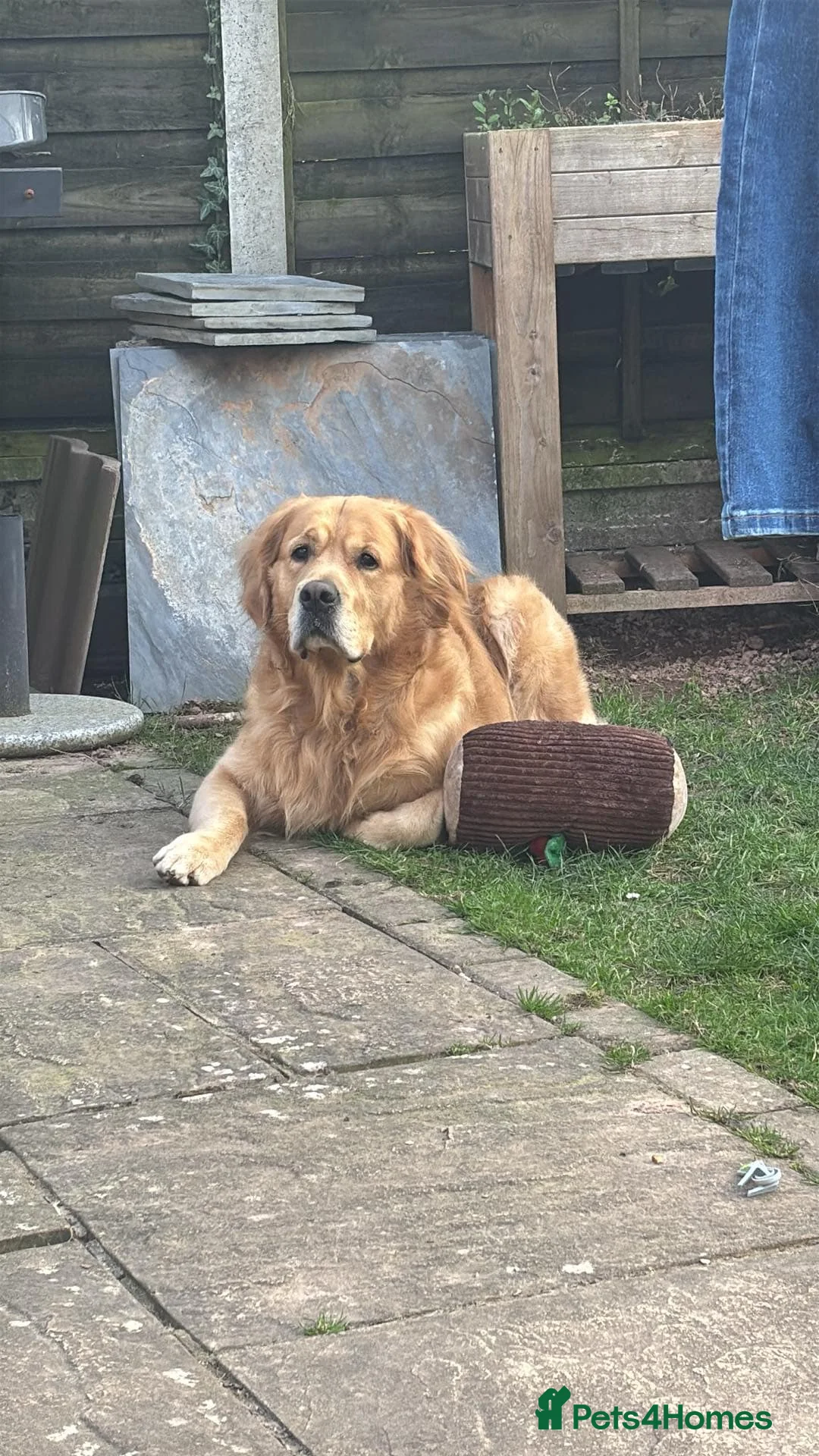 Golden Retriever dogs for stud: KC Registered Golden Retriever Stud - Advert 5